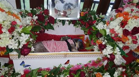 Pet Funeral Services